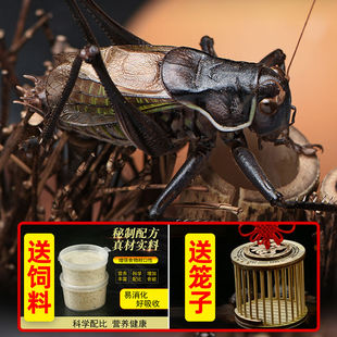 蝈蝈活虫高端宠物鸣虫新脱山青铁皮大肚子大号翡翠绿平谷冬季蝈蝈