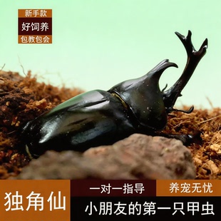 独角仙活虫甲姬兜长戟大兜网红宠物新手入门级好养昆虫大力士甲虫