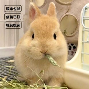 宠物兔子活物侏儒兔长不大迷你小型凤眼茶杯兔大垂耳兔熊猫道奇兔