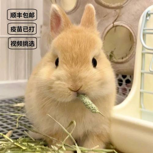 宠物兔子活物侏儒兔长不