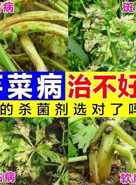 芹菜病害全治芹菜专用药叶斑叶枯软腐根腐黑腐霜霉黄萎斑枯病专治