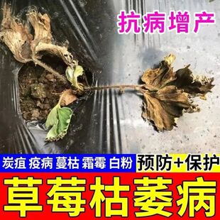 草莓枯萎病叶子发黄蔓枯病炭疽病黄萎病疫病增产膨大增甜专用肥料