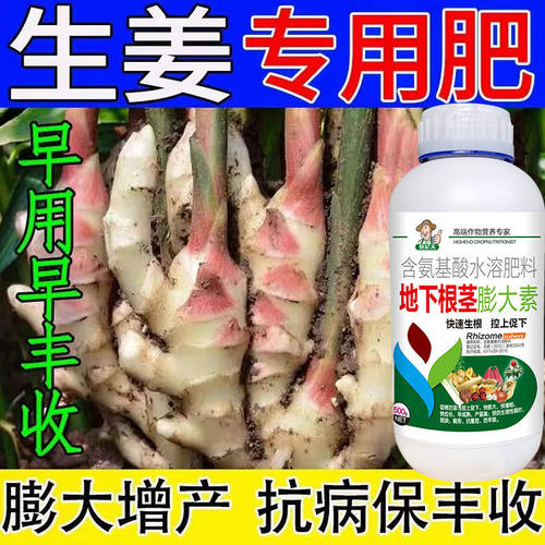 生姜地下猛长生姜膨大抗病增产防裂姜块重大生根壮苗专用高产肥料