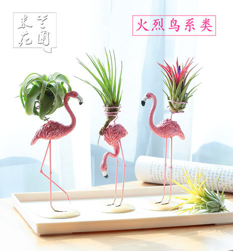 绿植无土火烈鸟家居礼物空气凤梨