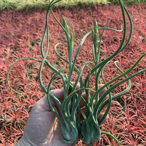 空气凤梨植物 美杜莎大号花期 绿植盆栽花草 - 封面