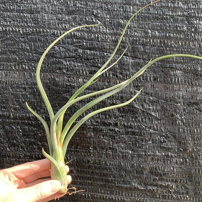 空气凤梨植物 大天堂 一物一拍 实物如图  硬叶 有皱纹绿植花草