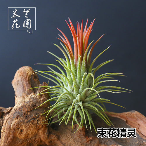 绿植空气凤梨盆栽花卉无土植物