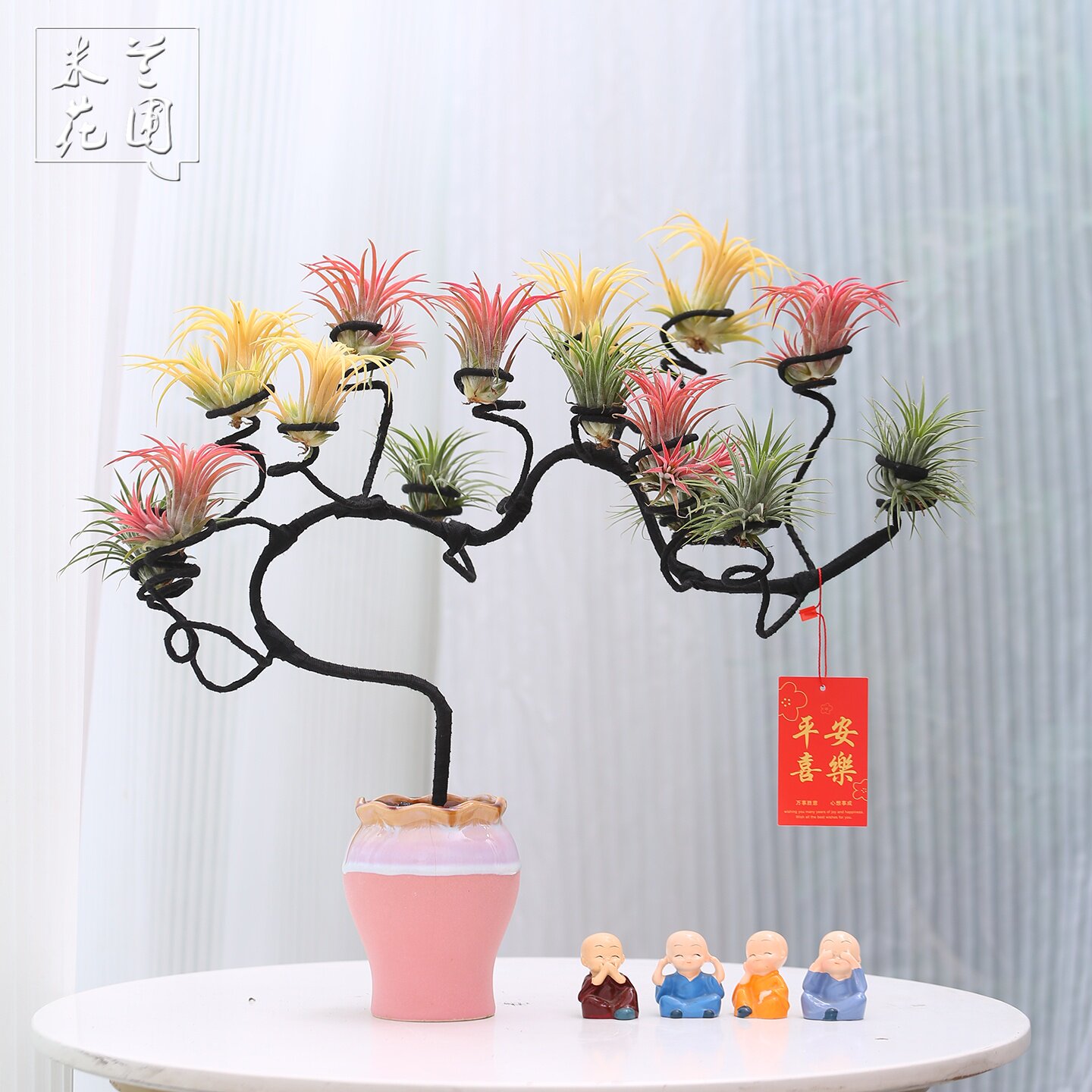 网红空气凤梨桌面盆栽