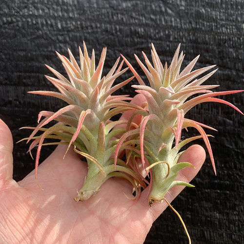 空气凤梨植物 龙脊万汗小苗   少量现货拍完无补    特价