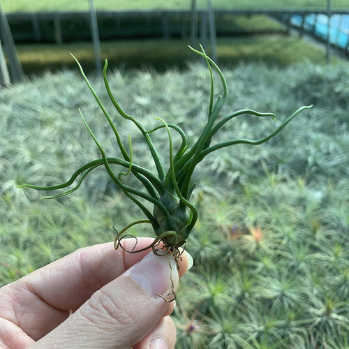 空气凤梨植物  章鱼小苗特价  绿植盆栽花草