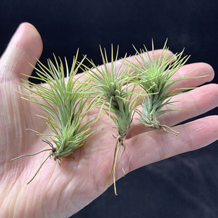 空气凤梨植物 狐狸尾巴 章鱼 多国花 多款 小苗 特价