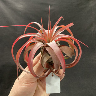 空气凤梨植物 紫色艾瑞克侧芽 少量现货 一物一拍