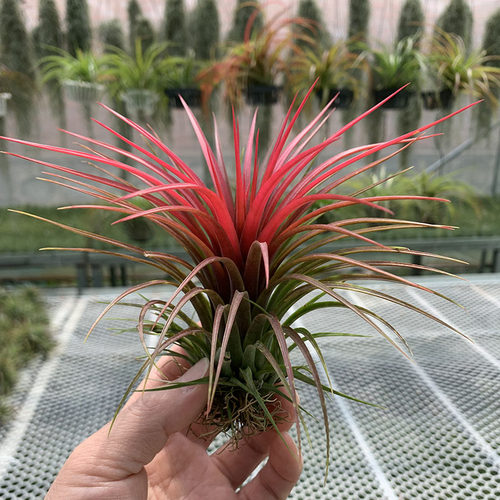 空气凤梨植物红雨林绿植盆栽常年