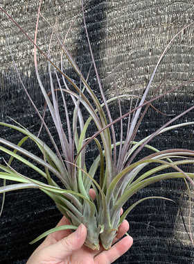 空气凤梨植物 柳叶杂维路提拉 变色为紫色绿植盆栽花草 特价