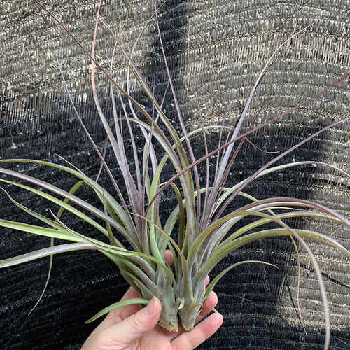 空气凤梨植物 柳叶杂维路提拉 变色为紫色绿植盆栽花草 特价