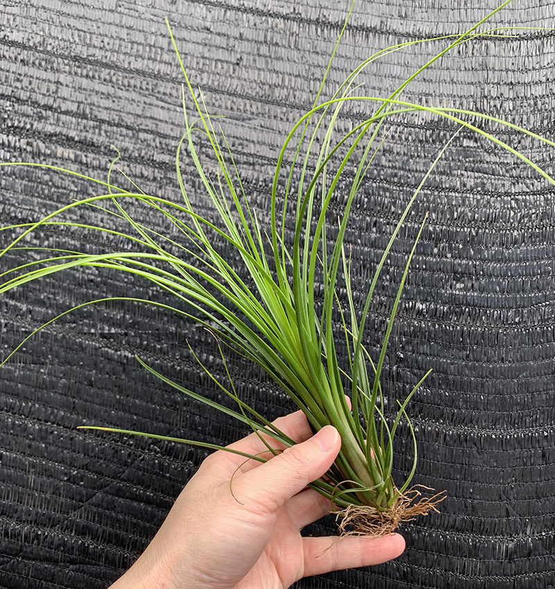 空气凤梨植物针叶小三色室内桌面绿植盆栽花草