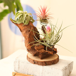 空气凤梨支架花架树根根雕造景沉木紫柚木千层木手工制作一物一拍