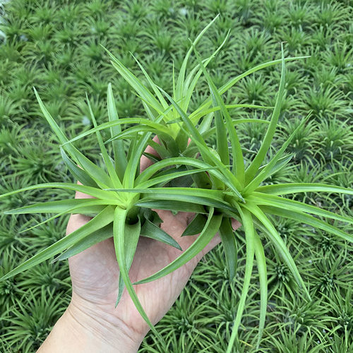 贝克利少量现货空气凤梨