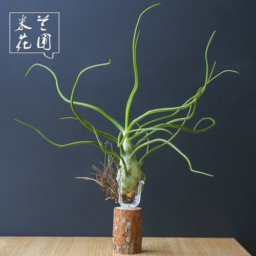 绿植花卉空气凤梨盆栽懒人植物