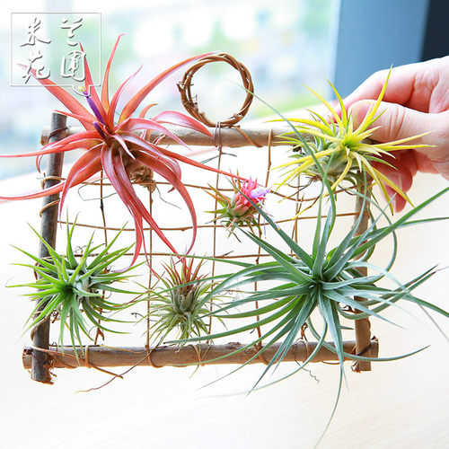空气凤梨支架挂式墙壁纯手工花架