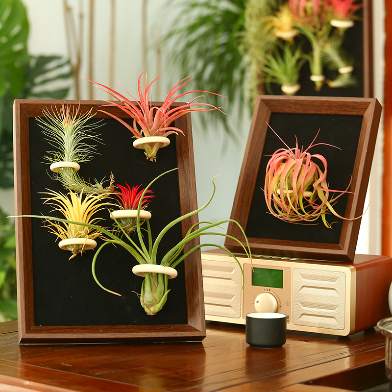 空气凤梨植物法式相框套装装饰画桌面壁挂电表箱绿植盆栽花草