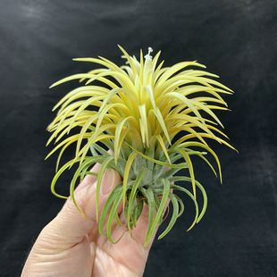 空气凤梨植物 进口密叶德鲁伊巨型大精灵 绿植盆栽花草