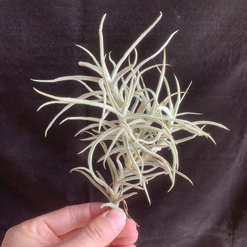 空气凤梨植物 粗糠 绿植盆栽 一物一拍 实物如图