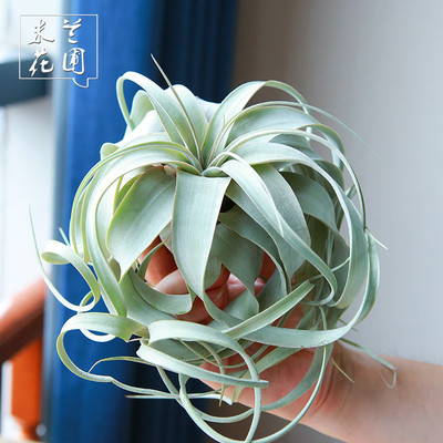 一物一拍空气凤梨宽叶霸王超美