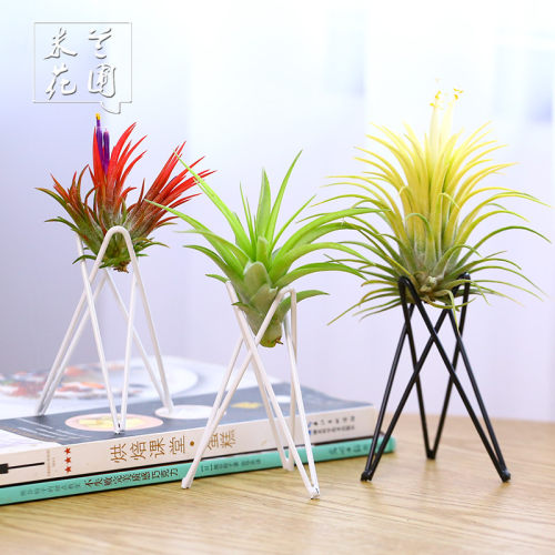 空气凤梨无土黑白套餐绿植盆栽