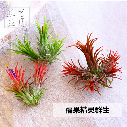 无土福果精灵群生多头空气凤梨