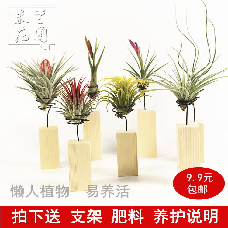 辦公室內凈化空氣鳳梨魯布拉無土植物桌面綠植盆栽花卉木托套餐