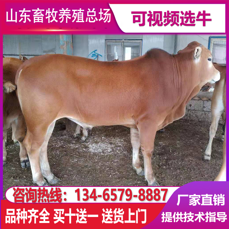 活牛黄牛犊牛苗改良肉牛犊子小牛崽西门塔尔利木赞三元杂交活苗仔