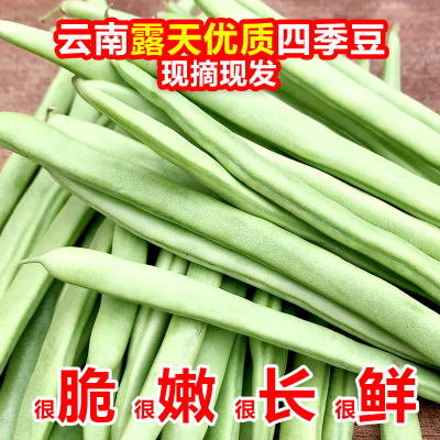 云南新鲜现摘四季豆角无筋豆
