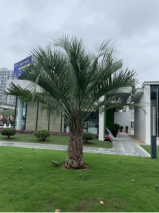 布迪椰子树 棕榈树 棕树海枣树 四季长青园林绿化风景树