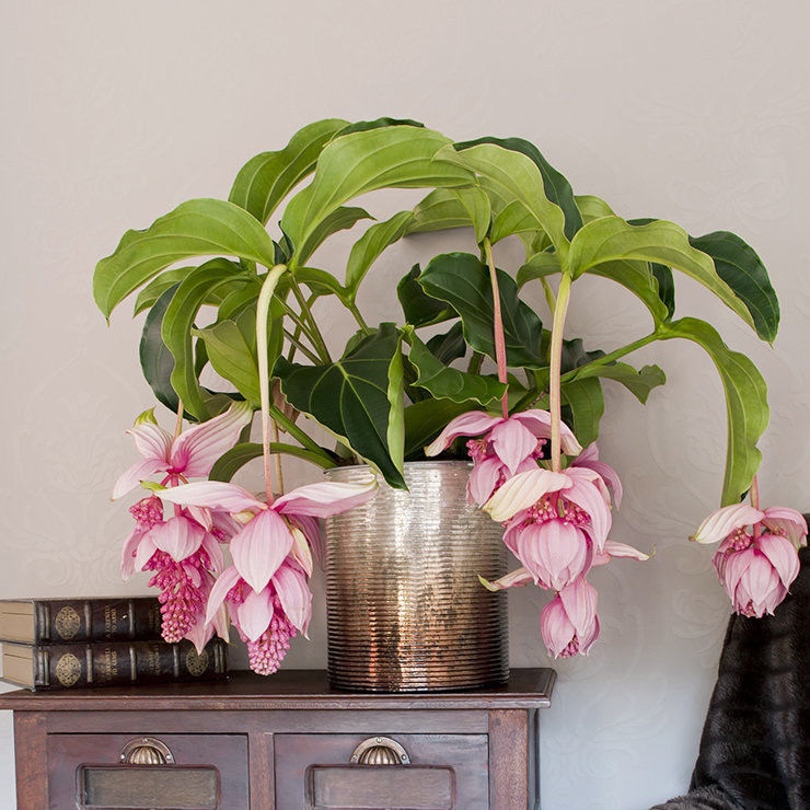 荷兰进口宝莲灯花盆栽花卉珍珠宝莲室内阳台盆栽花卉年宵花卉植物