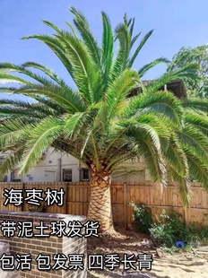 加拿利海枣树苗 中东海枣树苗 银海枣 棕榈树 绿化行道林木 棕树