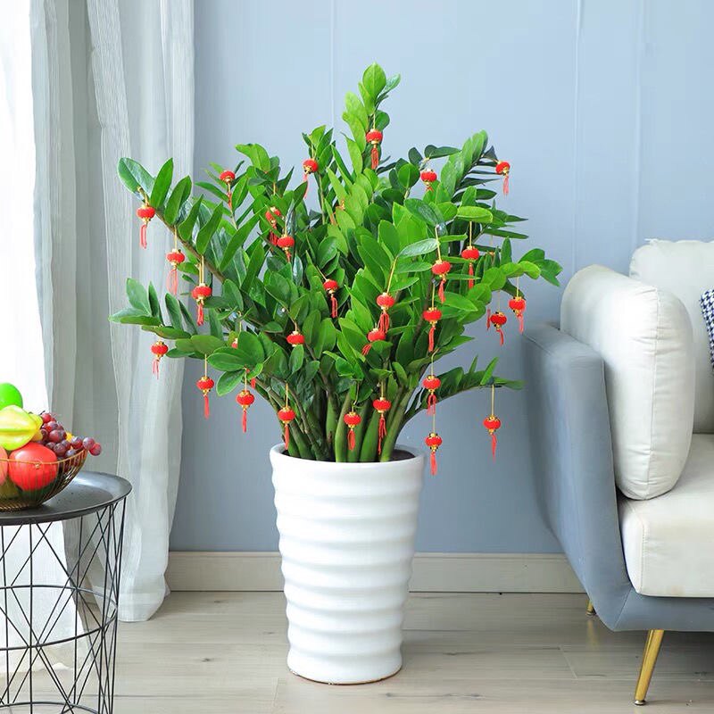 金钱树盆栽摇钱树大钱串子办公室客厅室内桌面绿植物花卉观叶好养