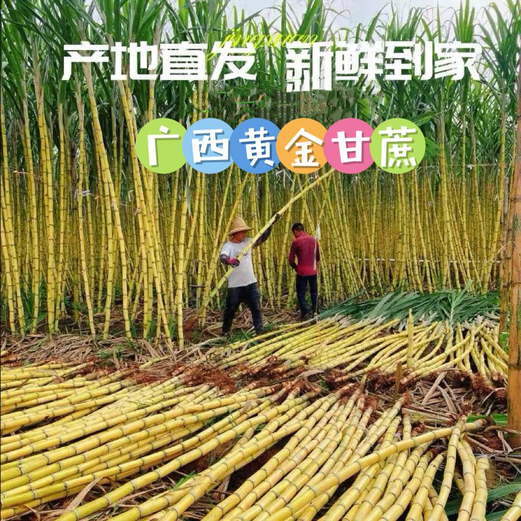 广西新鲜上市黄金甘蔗水果甘蔗现砍现发特产榨汁应季黄皮甘蔗