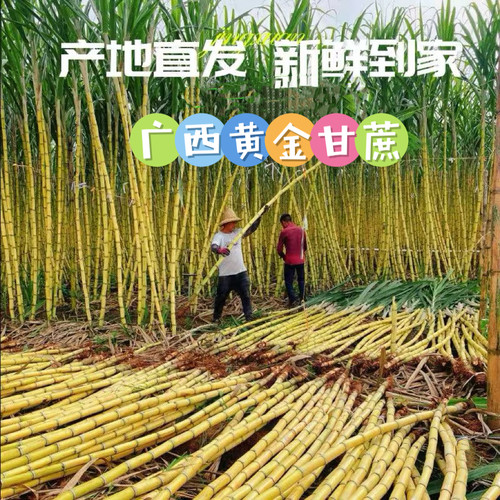 广西新鲜黄皮甘蔗脆皮榨汁