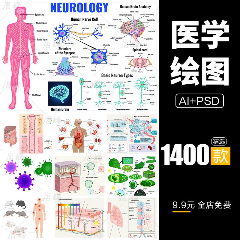 手绘生物医学科研绘图病毒细胞流程通路图ai设计插图psd素材模板