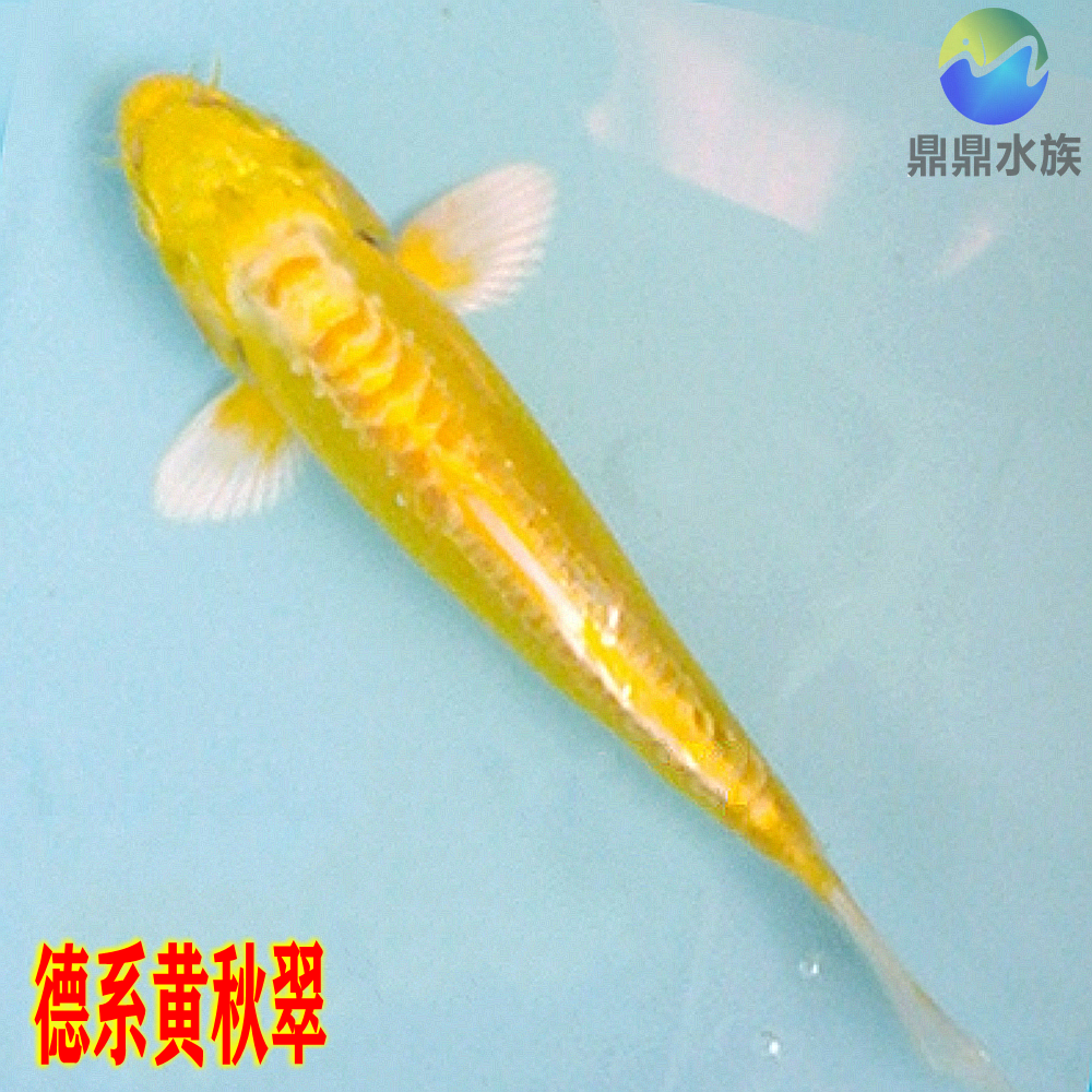 纯种日本锦鲤德系黄金秋翠锦鲤三道鳞锦鲤皮鲤金辉龙活体观赏鱼苗