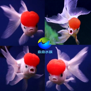 精品鹤顶红金鱼小红帽金鱼鸿运当头正顶红顶鱼冷水鱼活体观赏鱼