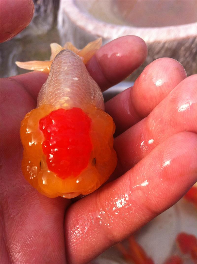 精品红顶虎金鱼正顶虎头猫狮红头金鱼鸿运当头招财活体冷水观赏鱼