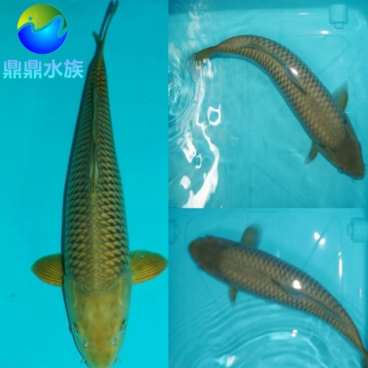 日本锦鲤茶鲤纯种锦鲤短尾亲人巨型锦鲤鱼苗活体淡水鱼冷水观赏鱼