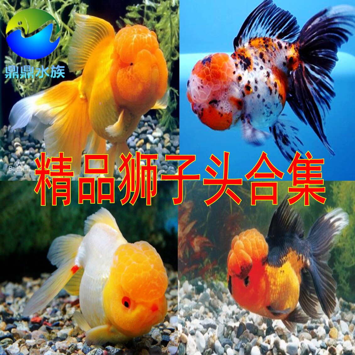 观赏鱼活体狮子头金鱼红狮玉狮五花狮子头樱花狮子头金鱼冷水鱼