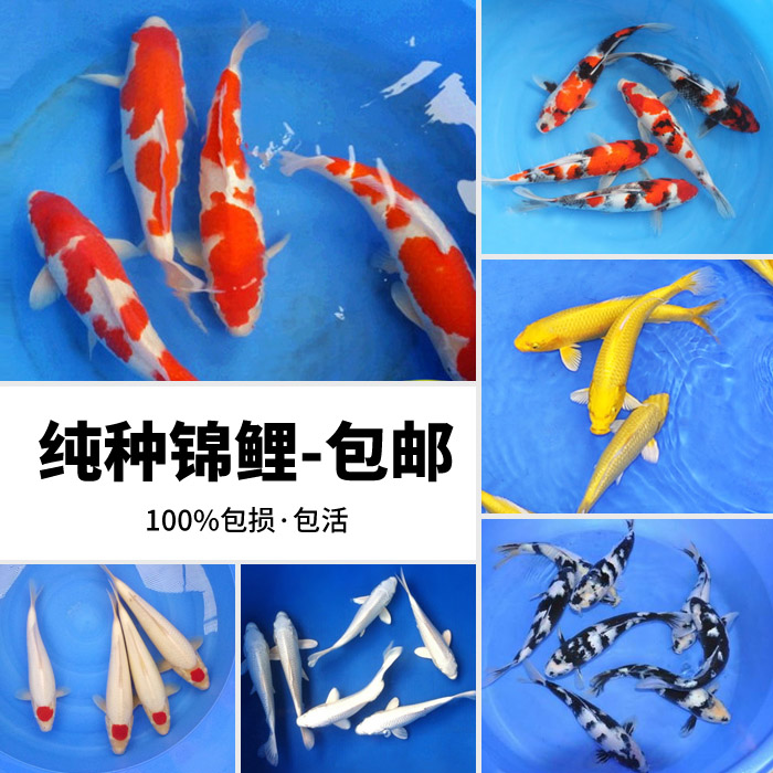 锦鲤活体日本纯种冷水鱼