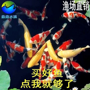 纯种锦鲤鱼红白黄金鲤丹顶昭和大正白写秋翠观赏鱼包活11-13厘米