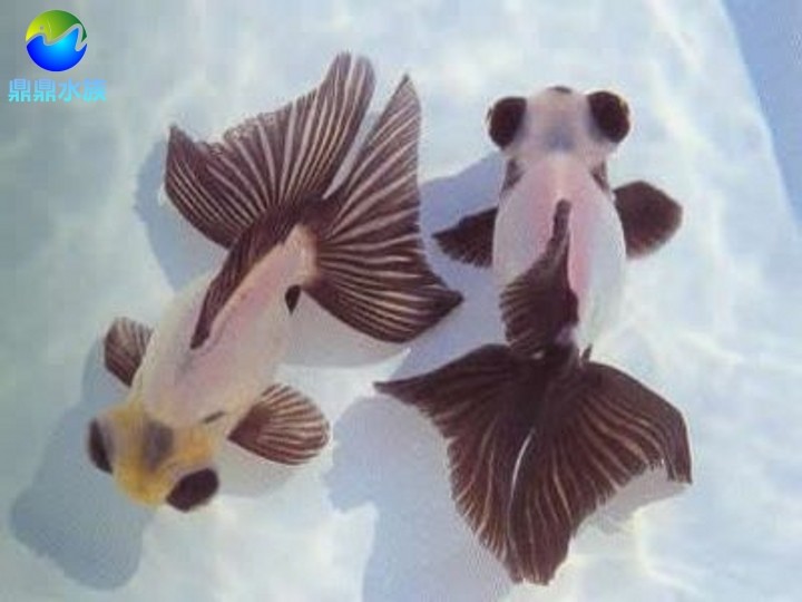 冷水鱼活体稀有品种黑白冷水鱼