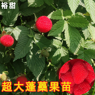 裕甜农场超大空心泡蓬蘽三月泡红公公树莓阳台盆栽果树苗覆盆子