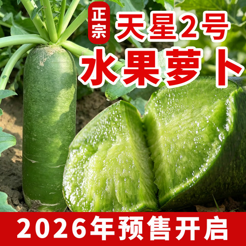 正宗潍坊水果萝卜新鲜生吃天星2号脆梨冰激凌山东潍县特产青萝卜